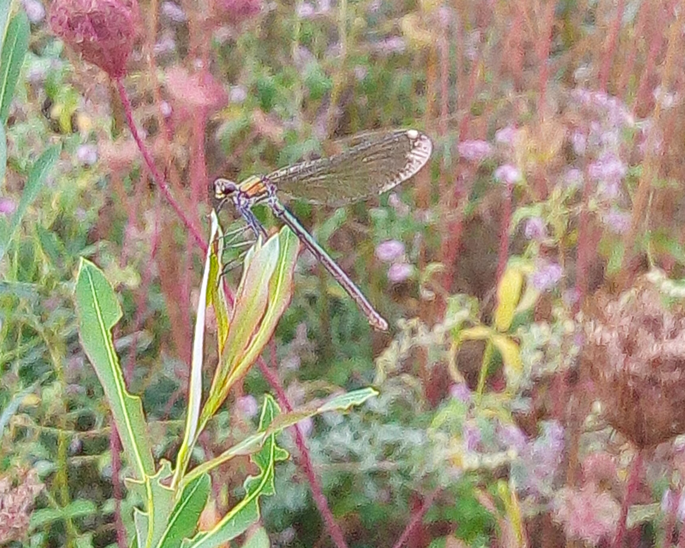 Calopteryx Splendens